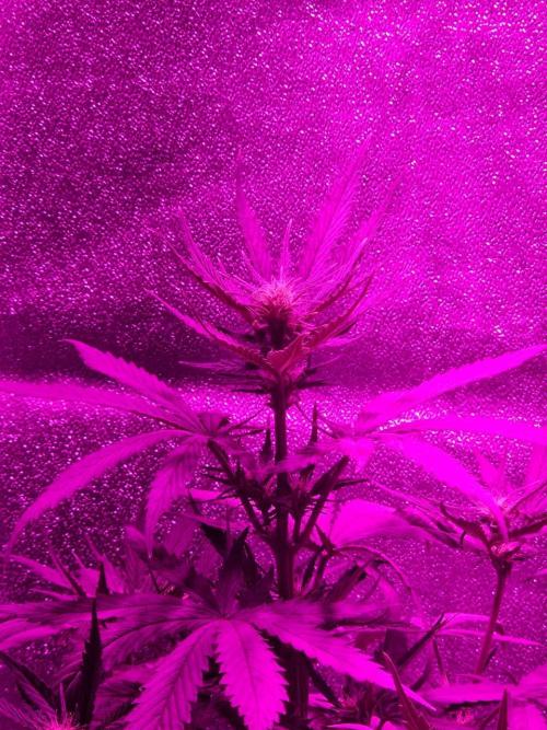 AUTO Lush Ice | My first ever grow!. Week 8 - Apex with praying leaves
