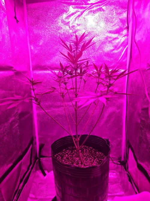 AUTO Lush Ice | My first ever grow!. Week 8 - Completed lollipop