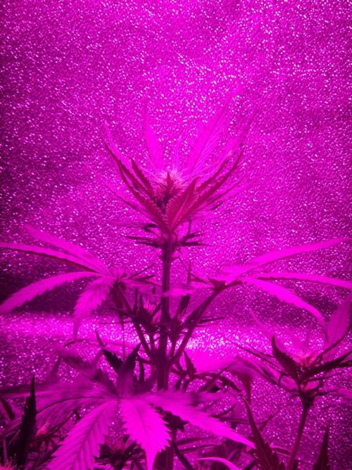 AUTO Lush Ice | My first ever grow!. Week 8 - Apex with praying leaves