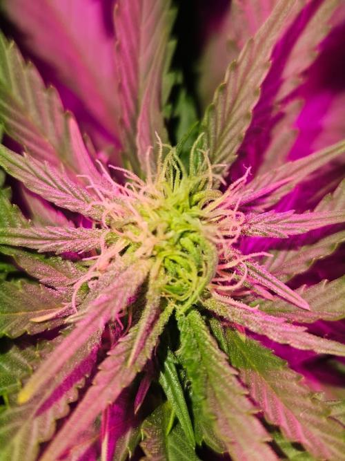 AUTO Lush Ice | My first ever grow!. Week 8 - Flower