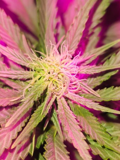 AUTO Lush Ice | My first ever grow!. Week 8 - Flower