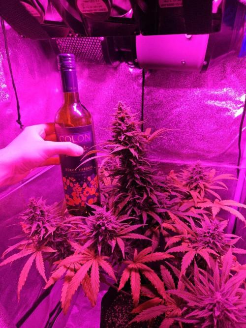 AUTO Lush Ice | My first ever grow!. Week 10 - Wine bottle for scale!