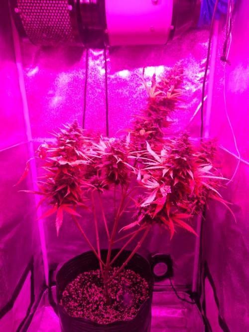 AUTO Lush Ice | My first ever grow!. Week 10 - Heavy sag,  today I wouldn't let this happen and provide some needed support.