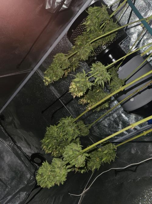 AUTO Lush Ice | My first ever grow!. Week 11 - Green gold