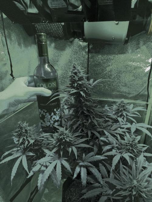 AUTO Lush Ice | My first ever grow!. Week 10 - Edited photo