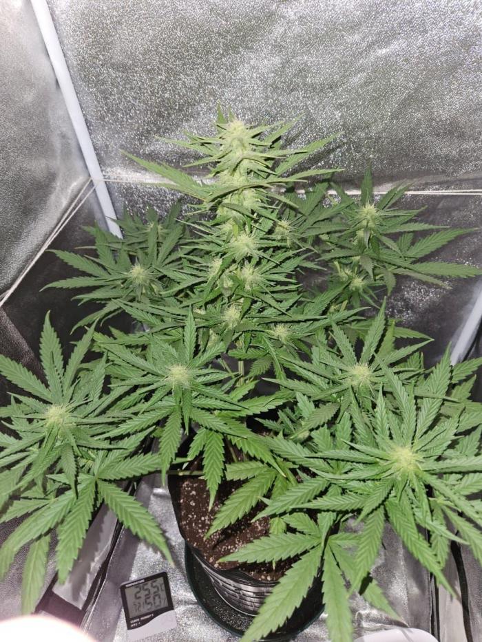 AUTO Lush Ice | My first ever grow!. Week 9