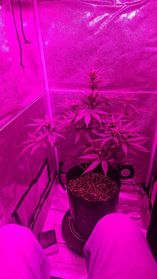 AUTO Lush Ice | My first ever grow!. Week 8