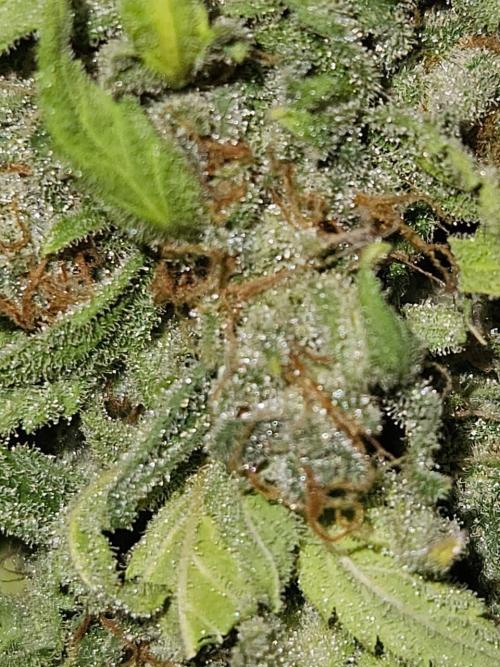 AUTO Lush Ice | My first ever grow!. Week 11