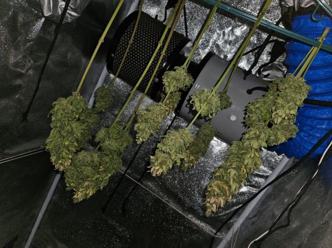 AUTO Lush Ice | My first ever grow!. Week 11