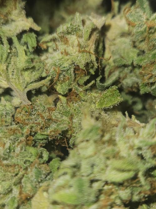 AUTO Lush Ice | My first ever grow!. Week 11