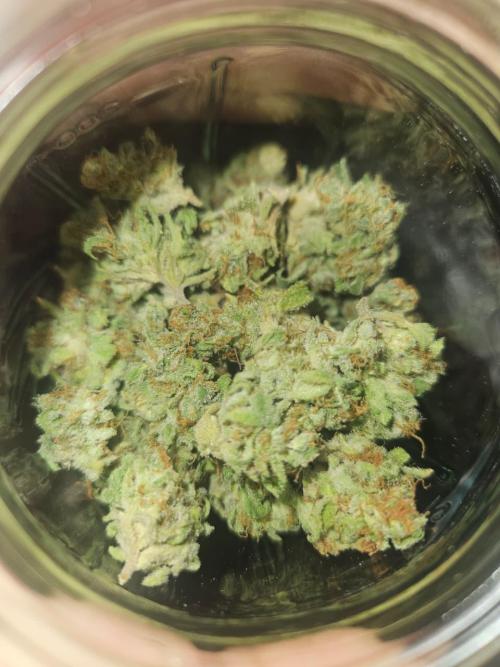 AUTO Lush Ice | My first ever grow!. Week 11
