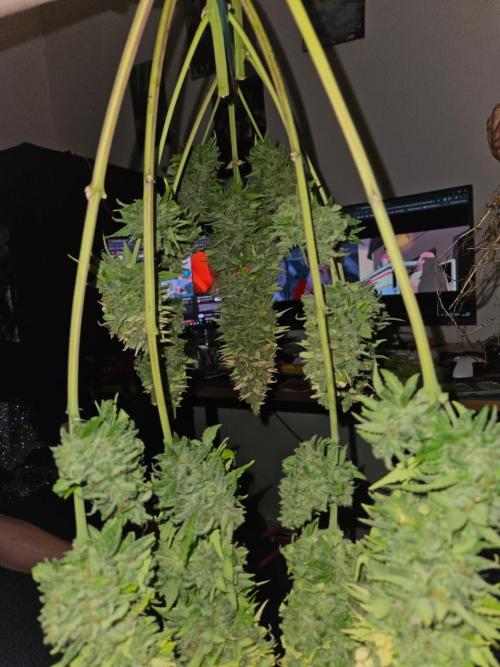 AUTO Lush Ice | My first ever grow!. Week 11