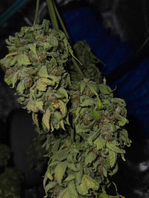 AUTO Lush Ice | My first ever grow!. Week 11
