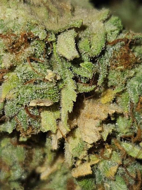 AUTO Lush Ice | My first ever grow!. Week 11
