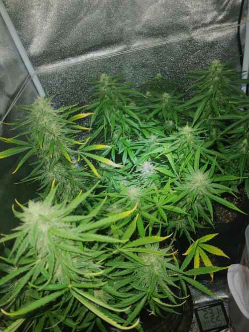 AUTO XXL BSF Rainbows & Pineapple Larry. Week 9 - mid week 9 (better photos, as promised)