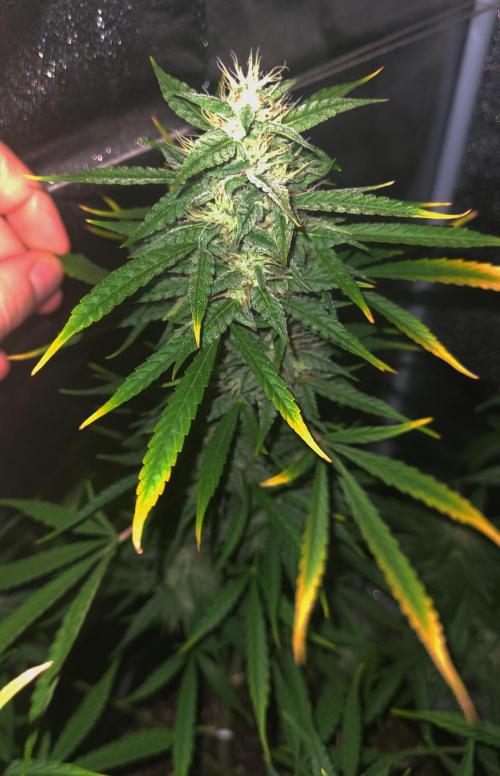 AUTO XXL BSF Rainbows & Pineapple Larry. Week 9 - mid week 9 (better photos, as promised)