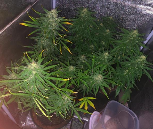 AUTO XXL BSF Rainbows & Pineapple Larry. Week 9 - mid week 9 (better photos, as promised)