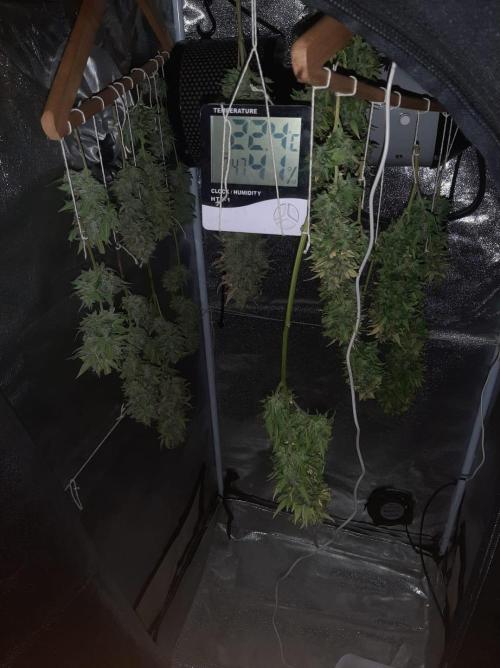 AUTO XXL BSF Rainbows & Pineapple Larry. Week 10