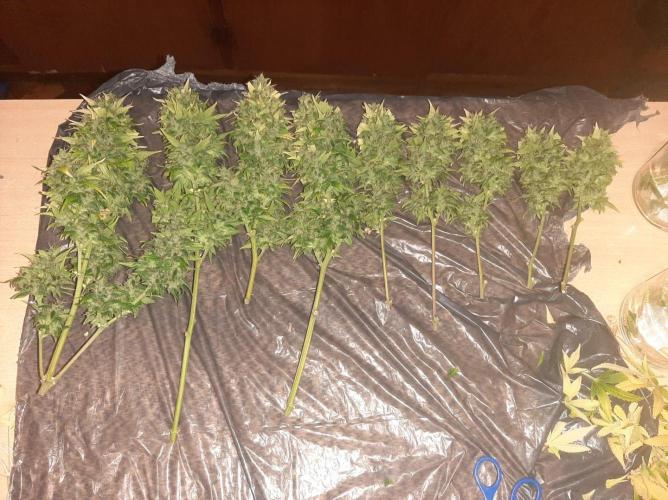 AUTO XXL BSF Rainbows & Pineapple Larry. Week 10