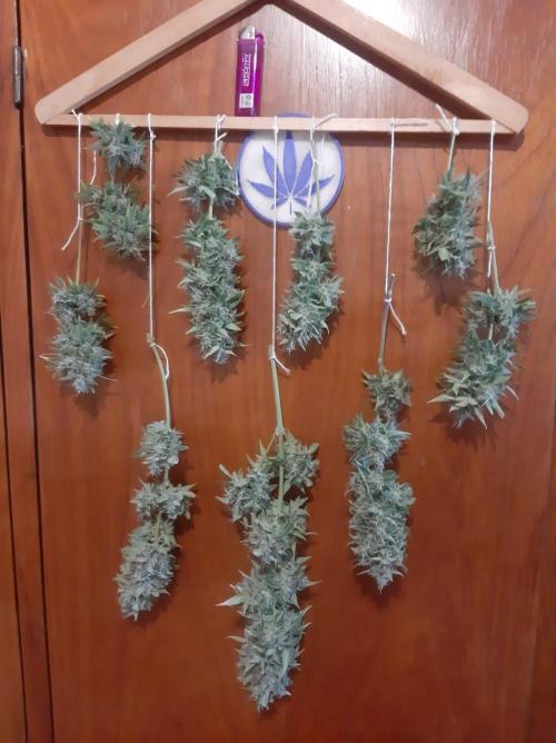 AUTO XXL BSF Rainbows & Pineapple Larry. Week 10