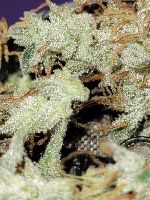 AUTO XXL BSF Rainbows & Pineapple Larry. Week 10 - Insane frostiness