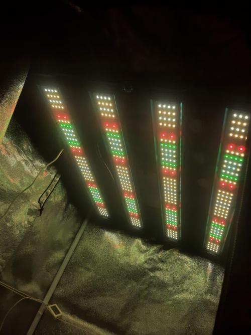 Tay - Blueberry XXL - New growlight!. Week 1 - Silverfox Samsung Evo Mint Green 280w
