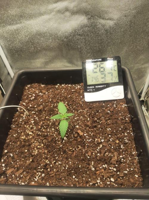Blueberry XXL Auto. Week 1