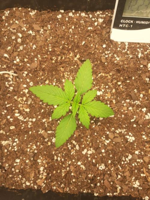 Blueberry XXL Auto. Week 1