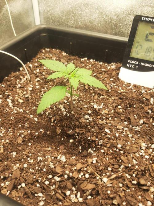 Tay - Blueberry XXL - New growlight!. Week 2 - Day 12