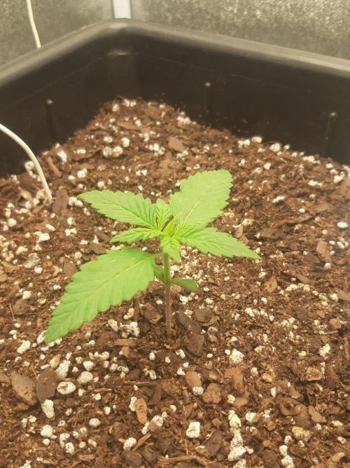Tay - Blueberry XXL - New growlight!. Week 2 - Day 11
