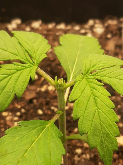 Tay - Blueberry XXL - New growlight!. Week 2 - Day 14, aggressive early topping