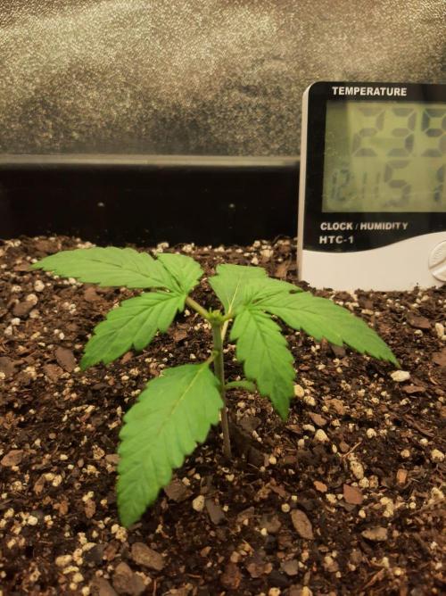 Blueberry XXL Auto. Week 2