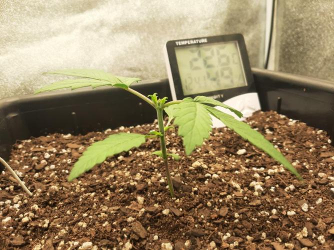 Tay - Blueberry XXL - New growlight!. Week 3 - Day 16