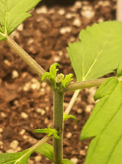 Tay - Blueberry XXL - New growlight!. Week 3 - Day 15