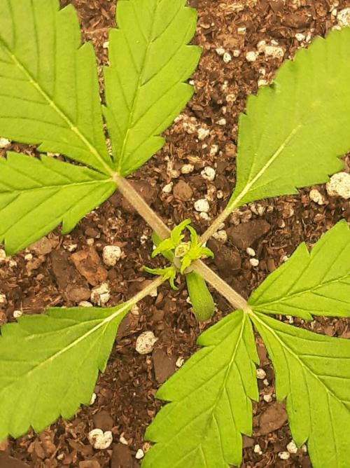 Tay - Blueberry XXL - New growlight!. Week 3 - Day 14
