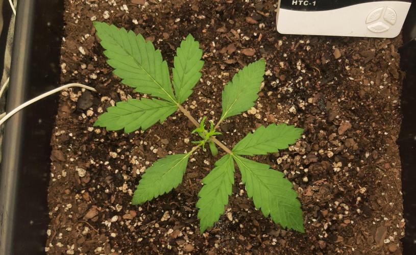 Tay - Blueberry XXL - New growlight!. Week 3 - Day 16