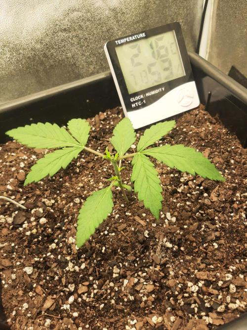 Blueberry XXL Auto. Week 3