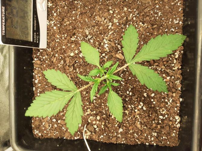 Tay - Blueberry XXL - New growlight!. Week 3 - Day 18