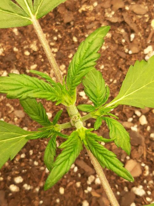 Blueberry XXL Auto. Week 3