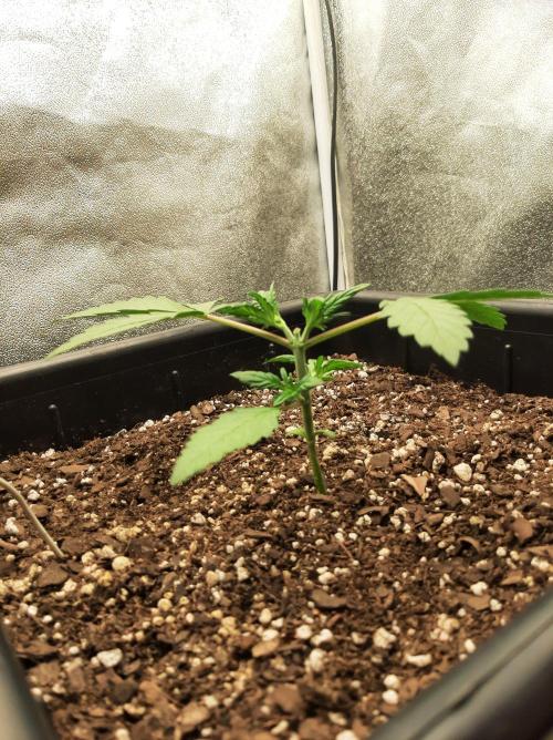 Blueberry XXL Auto. Week 3