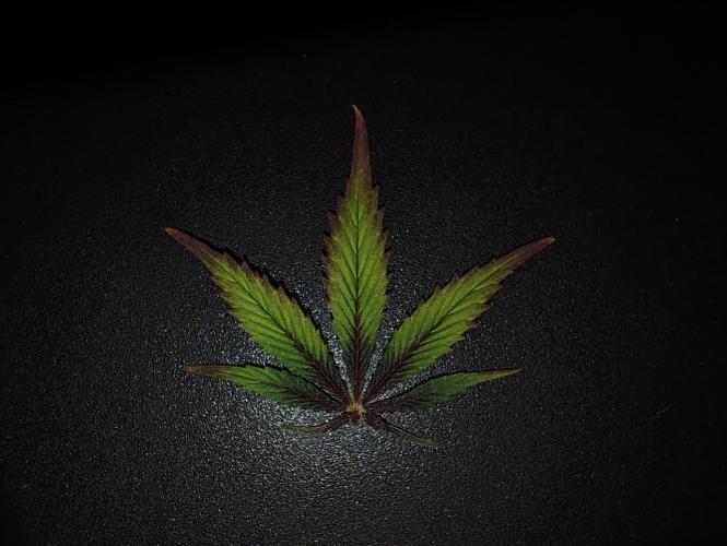 BSF Blueberry XXL auto | Express Diary. Week 8