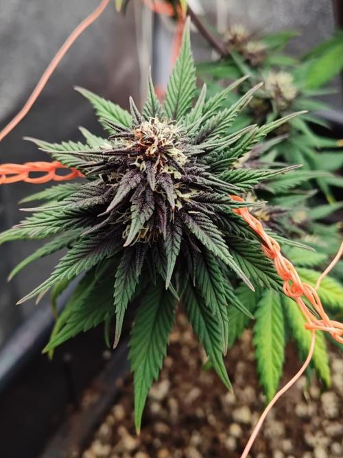 BSF Blueberry XXL auto | Express Diary. Week 8