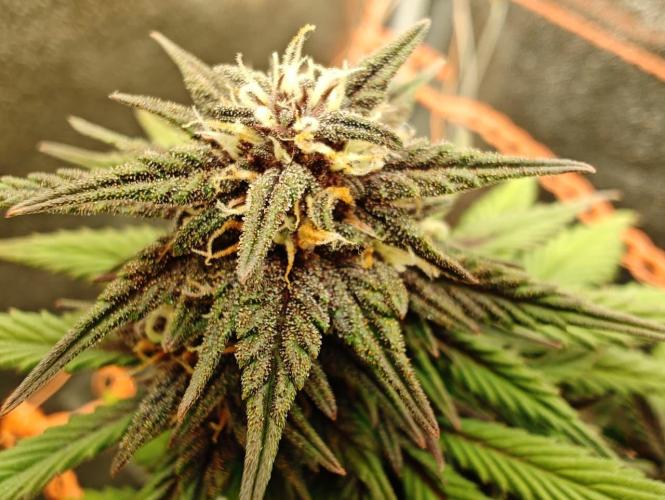 BSF Blueberry XXL auto | Express Diary. Week 8