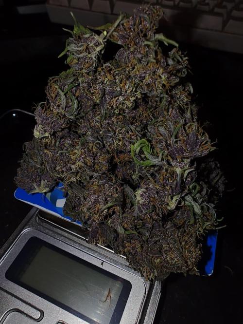 BSF Blueberry XXL auto | Express Diary. Week 8