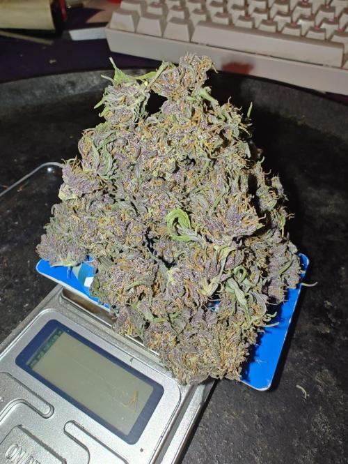 BSF Blueberry XXL auto | Express Diary. Week 8