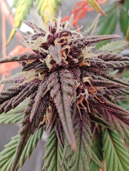 BSF Blueberry XXL auto | Express Diary. Week 8