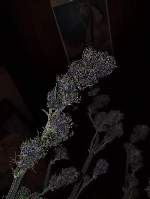 BSF Blueberry XXL auto | Express Diary. Week 8