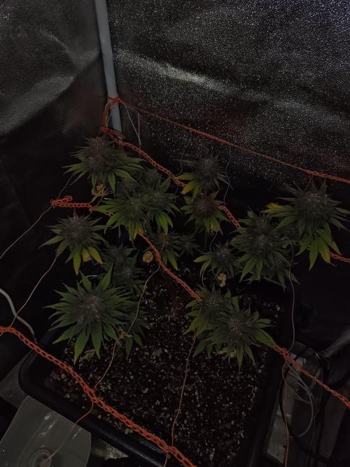 BSF Blueberry XXL auto | Express Diary. Week 8