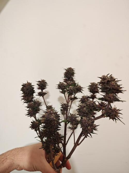 BSF Blueberry XXL auto | Express Diary. Week 8