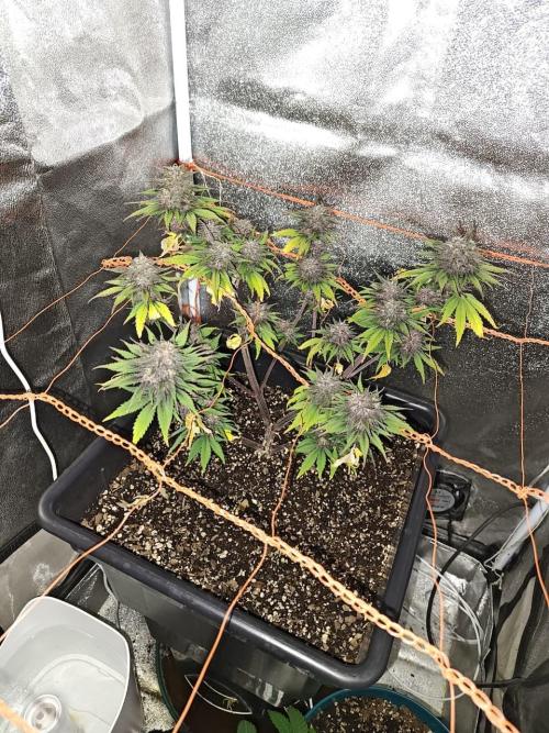 BSF Blueberry XXL auto | Express Diary. Week 8